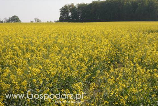 Ceny oleistych na giełdach światowych - 17.05.2012