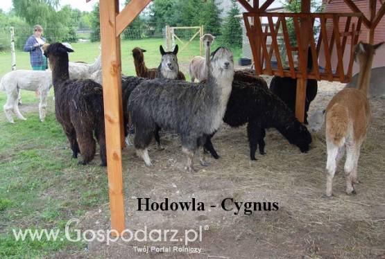 Hodowla alpak Cygnus