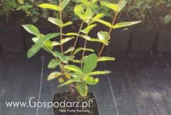 jagoda kamczacka - sadzonki jednoroczne i dwuletnie