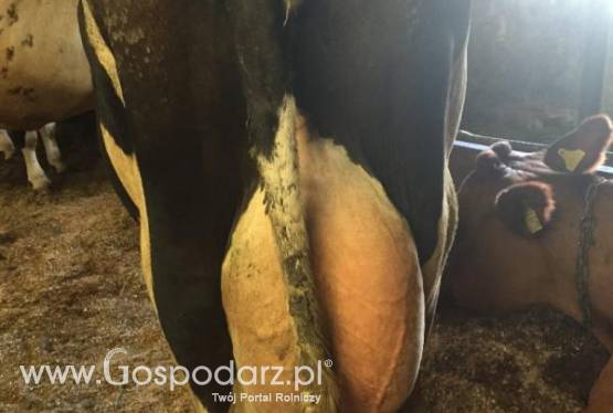 Krowy wysokowydajne 80-90% HF Łotwa