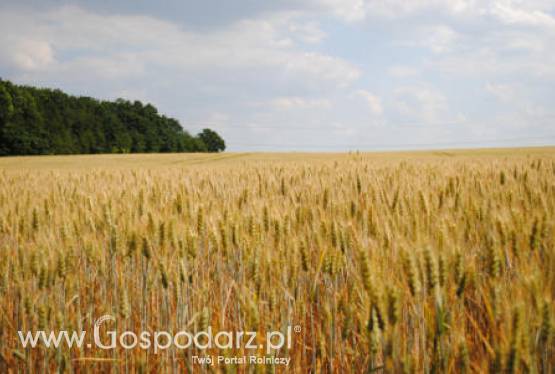 Ceny zbóż na giełdach światowych –3.04.2012