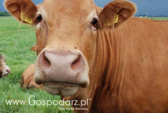 Nowy rynek zbytu wołowiny na pewno zainteresuje zarówno hodowców jak i przetwórców
