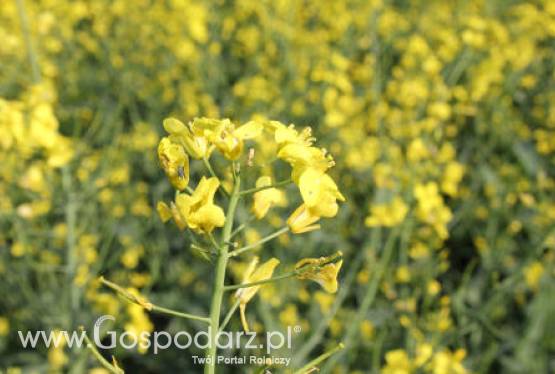 Tydzień na giełdowym rynku oleistych - 11.06.2012