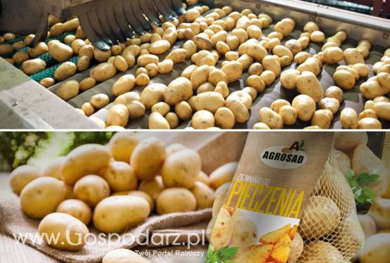 Ziemniaki AGROSAD