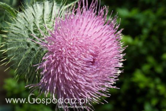 Komunikat Główne Inspektoratu Ochrony Roślin i Nasiennictwa w sprawie środków ochrony roślin