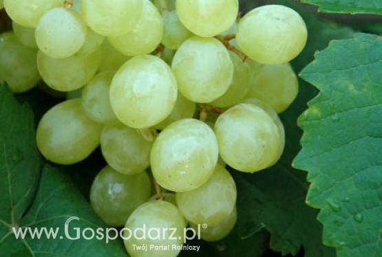 Rynek unijnych winogron stołowych