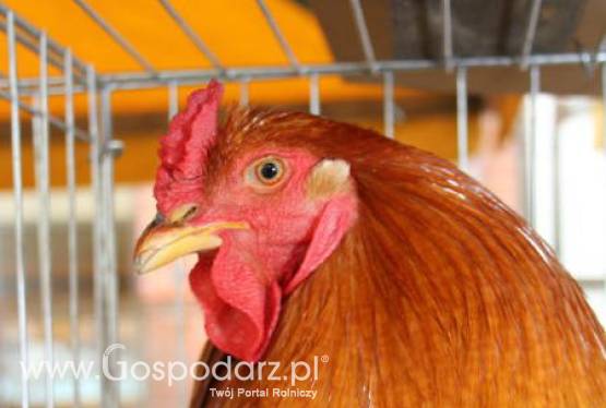 Wietnam – Powrót ptasiej grypy