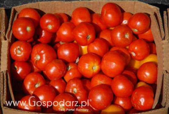 Spadek importu pomidorów do Unii Europejskiej