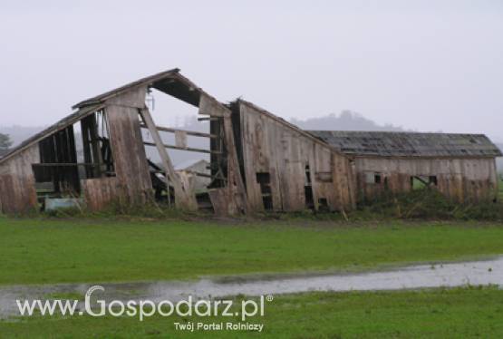 Rolnicy poszkodowani w wyniku klęsk żywiołowych mogą też skorzystać z preferencyjnie oprocentowanych kredytów