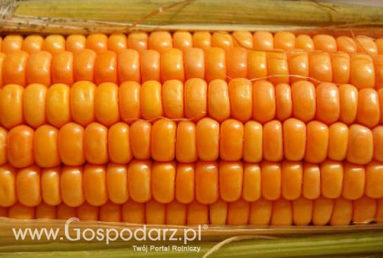 Światowe uprawy GMO