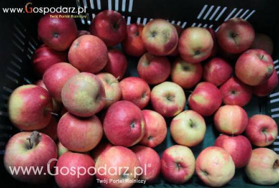 Jabłka już są bardzo drogie, a w magazynach kończą się zapasy