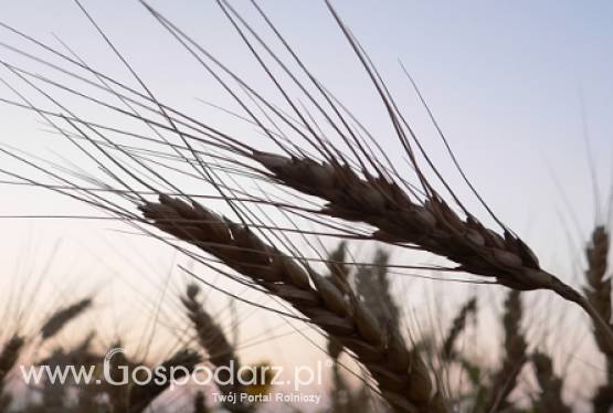 Koniec drożejących zbóż?