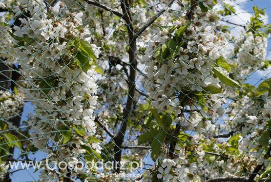 Siatka węzłowa REMSZ