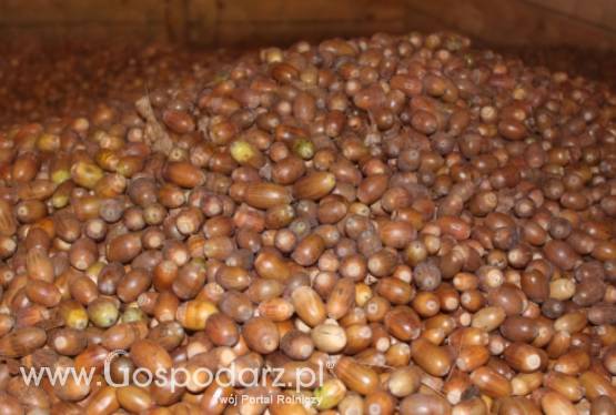 Nasiona żołędzie i buczyna