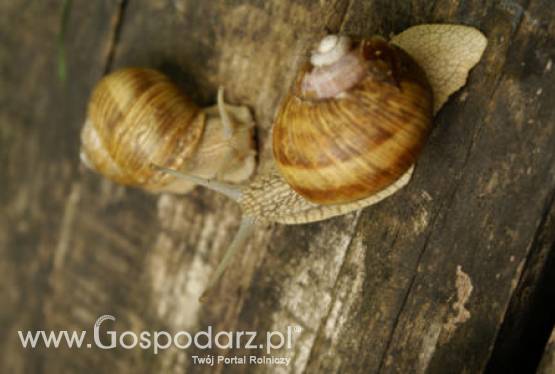 Niedługo sezon na winniczki