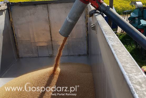 Żmijka do zboża 100 podajnik ślimakowy Kongskilde ślimak przenośnik