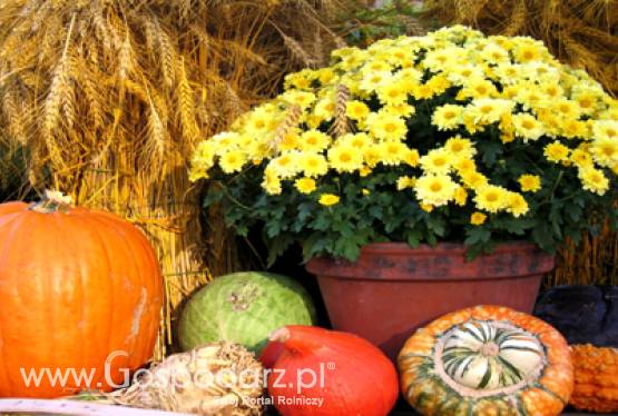 Głównego Inspektora Ochrony Roślin i Nasiennictwa w sprawie warunków eksportu do Federacji Rosyjskiej owoców i warzyw