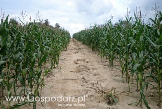 Kukurydza Ubezpieczenie