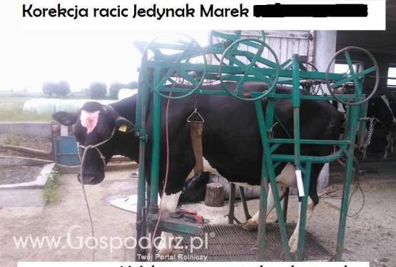 Korekcja racic Jedynak z Kutna