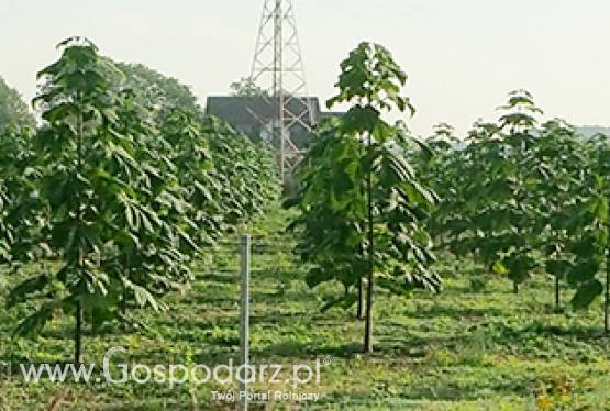 Ostatnie dni otwarte na pokazowej plantacji Oxytree