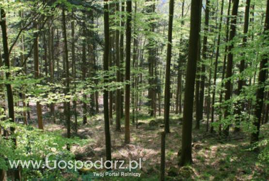 Jeszcze do 11 czerwca można składać wnioski o wypłatę wsparcia na grunty zalesione w ramach PROW 2007 - 2013