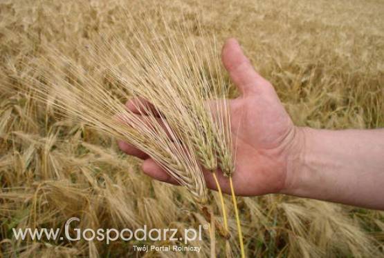 Ukraina – Dużo wyższe zbiory zbóż