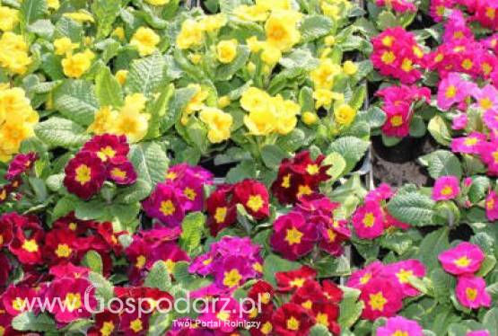 Już w ten weekend odbędą się XXII Targi Rolniczo-Ogrodnicze Kościerzyn 2012