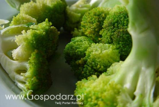 Hiszpania – Spadek produkcji brokułów