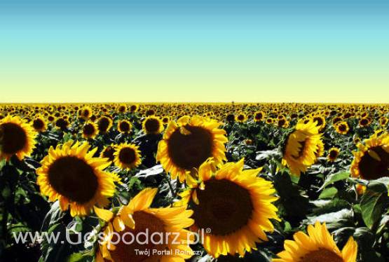 Ukraina – Będą rekordowe zbiory roślin oleistych?