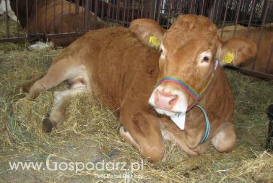 Czechy – Spadek produkcji mięsa