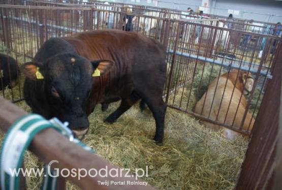 Do Zjednoczonych Emiratów Arabskich będzie można eksportować polską wołowinę