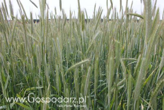 Będzie embargo na zboża paszowe z Rosji?