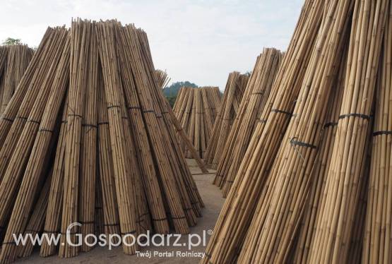 Tyczki bambusowe/ szkółkarskie Tonkin. Wysoka jakość