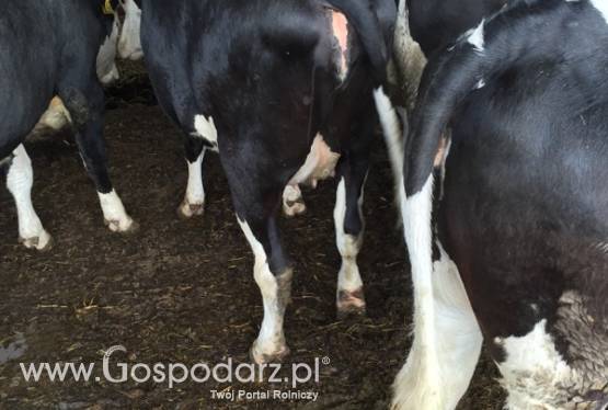 Jałówki HF !!!PROMOCJA!!!