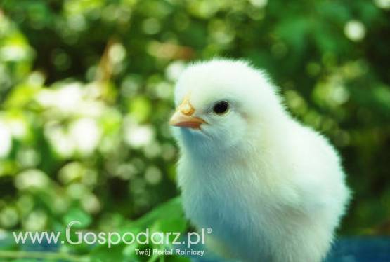 Pierwszych pięć firm otrzymało zgodę na eksport swoich produktów drobiarskich do Chin