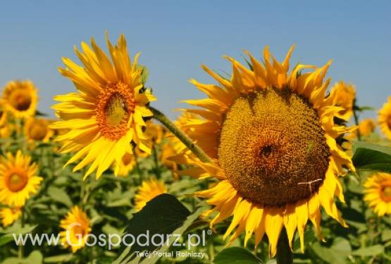 Wyniki branży tłuszczowej uległy pogorszeniu