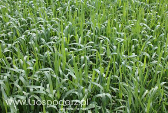 Tydzień pod znakiem spadków cen zbóż 18.06.2012