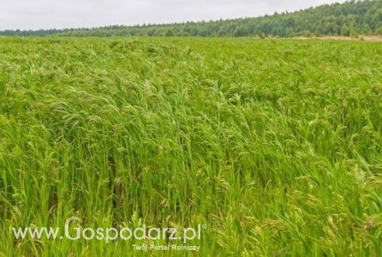 kupię proso
