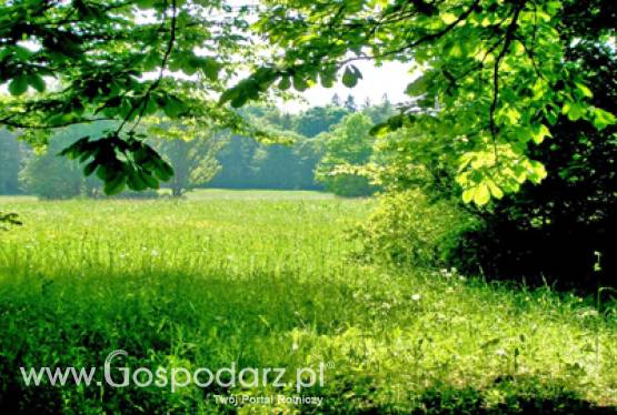 Tylko do 1 sierpnia ARiMR przyjmuje w tym roku wnioski o pomoc na zalesianie