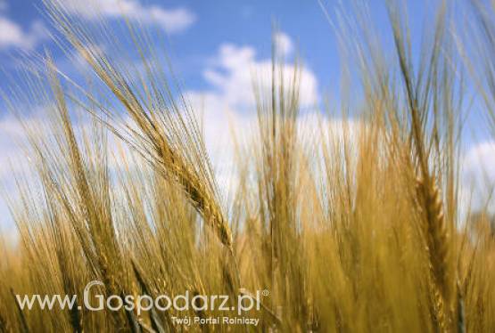 Maroko – Spadek zbiorów zbóż