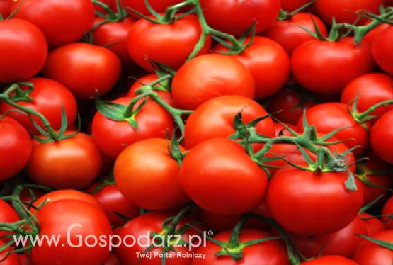 Uwaga producenci warzyw!