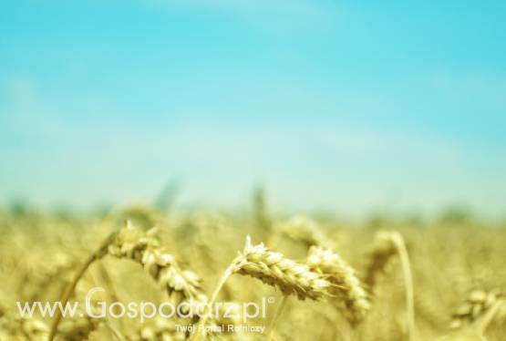 Znowu drożeją ziarna na światowych rynkach