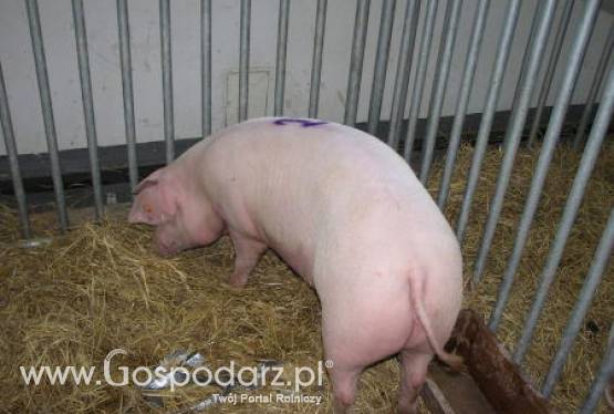 Krajowe ceny zbytu mięsa