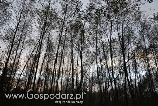 Od dziś 23 stycznia 2012 r. można składać wnioski o przyznanie pomocy na odtworzenie lasów zniszczonych przez klęski żywiołowe