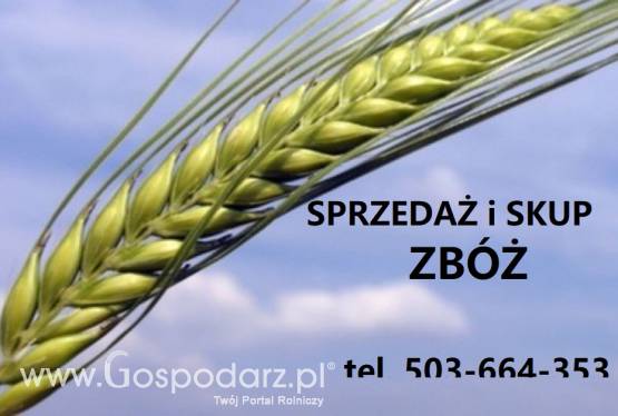 Sprzedam proso żółte