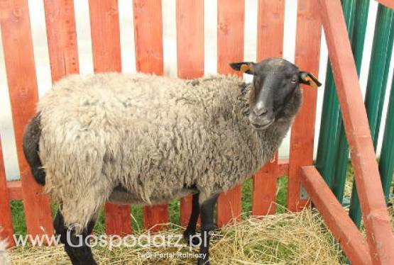 Australia – Mniej jagnięciny kosztem większej produkcji wołowiny