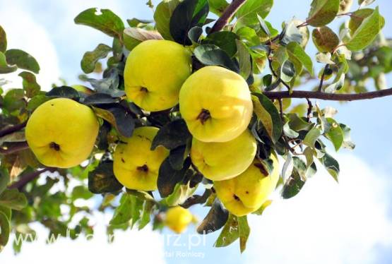 Owoce Pigwowiec Japoński