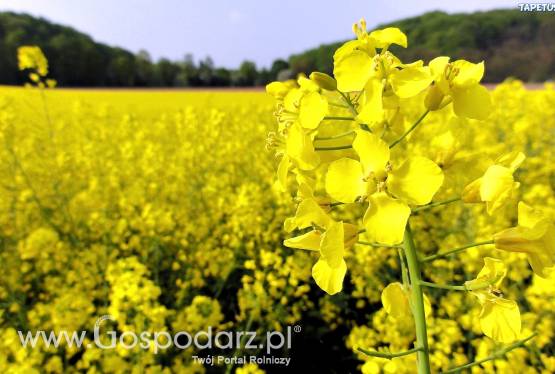 kupię rzepak rzepak ekologiczny