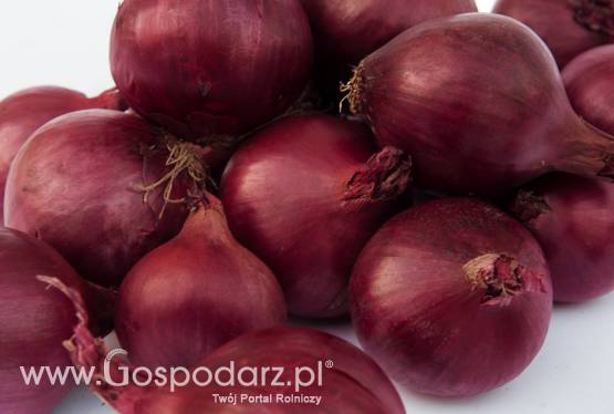 Cebula czerwona AGROSAD