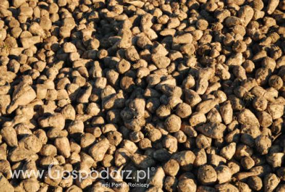 Rosja – Zbiory buraków zależne od pogody